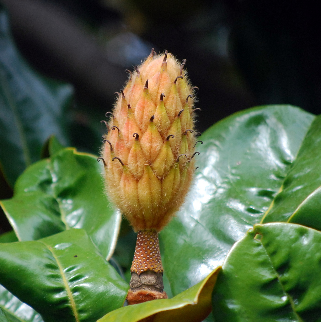 معرفی و راهنمای پرورش گیاهان زینتی - ماگنولیا